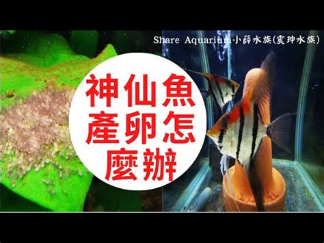 神仙魚繁殖秘笈|神仙魚繁殖中的要點全部公開，學會這兩條，小魚輕鬆度過關鍵期。